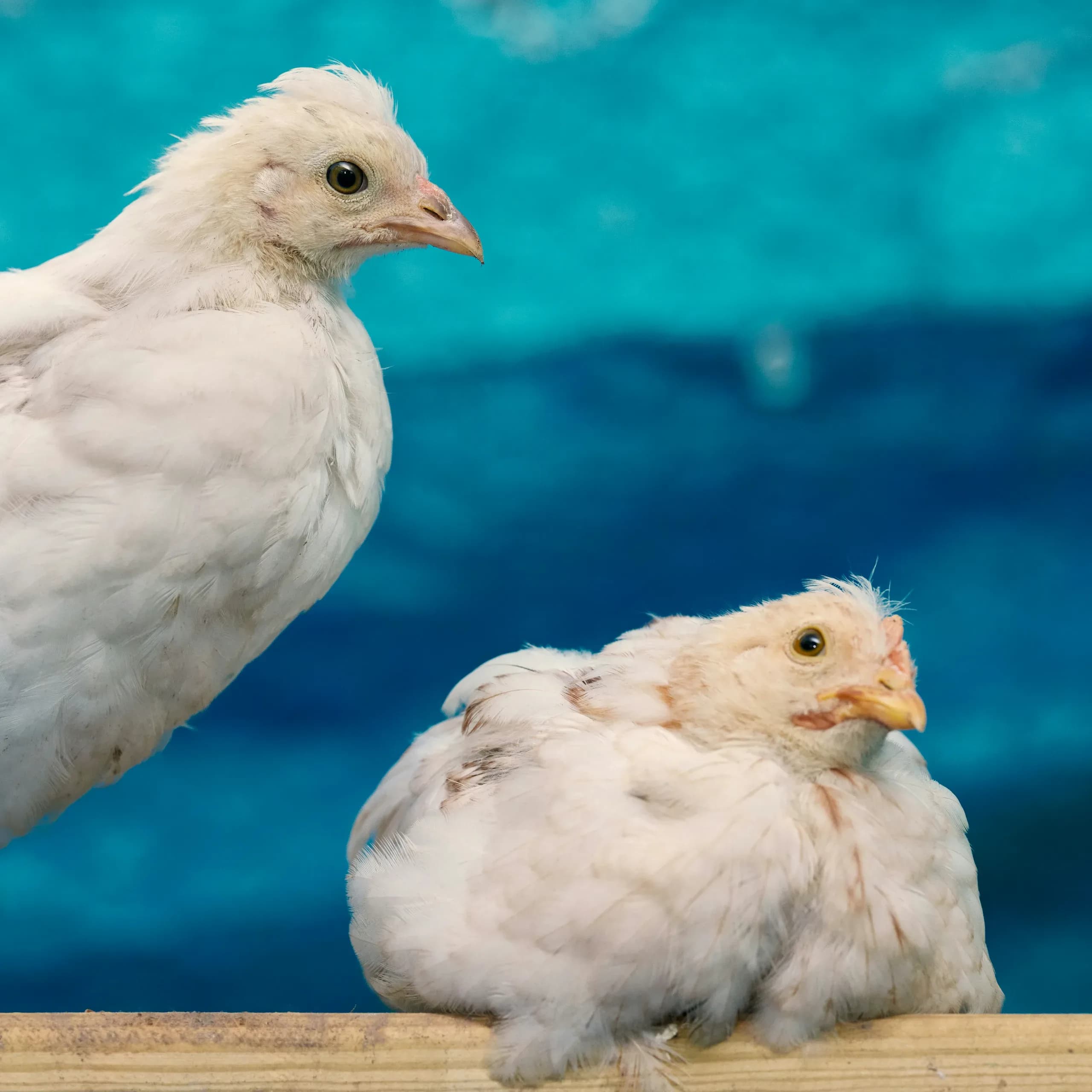 Point-of-Lay Pullets