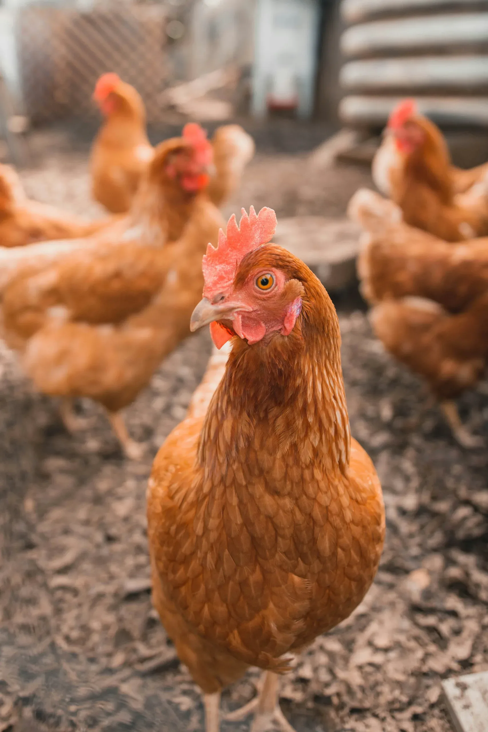 Broiler Chicken