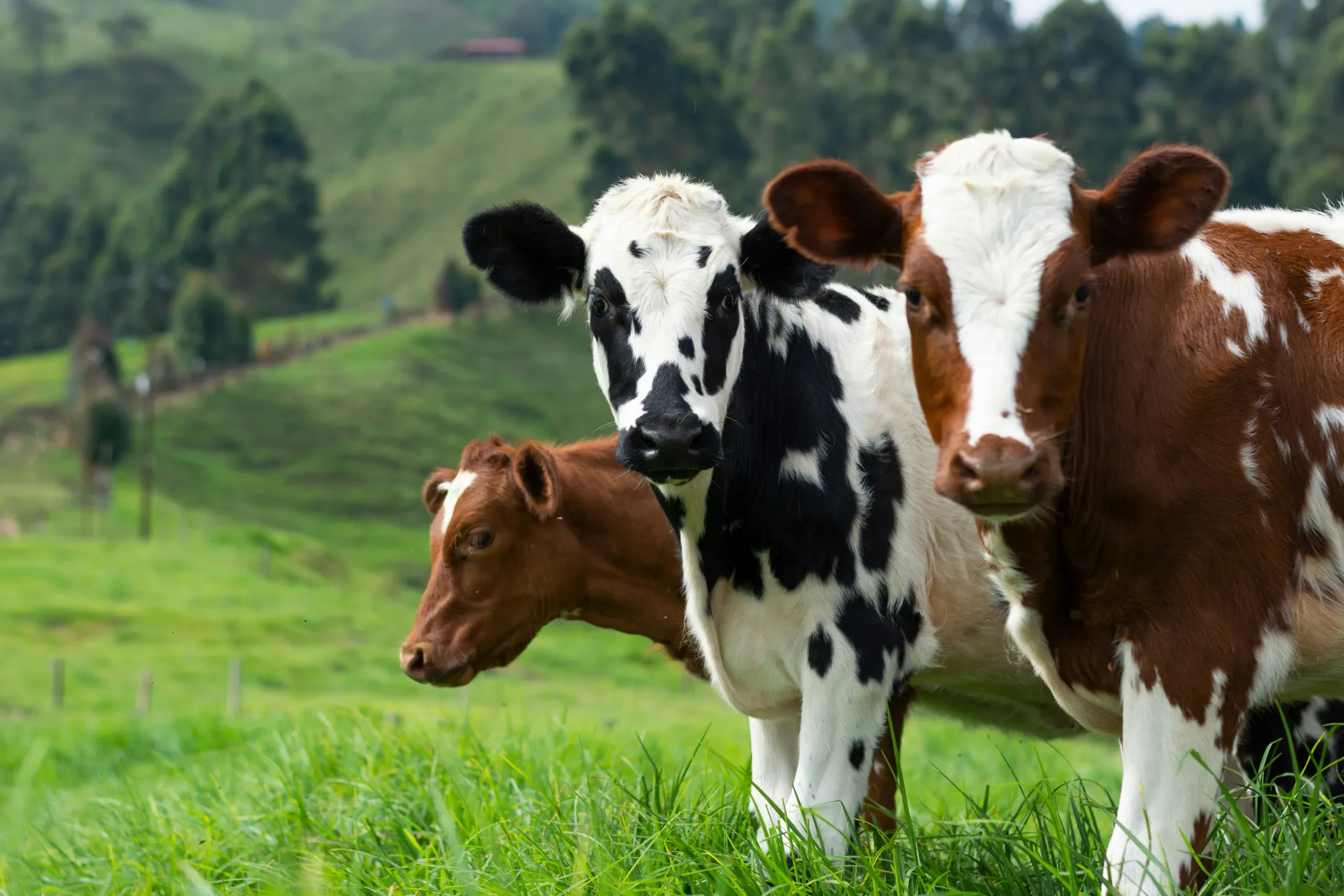Fresh Cow Milk