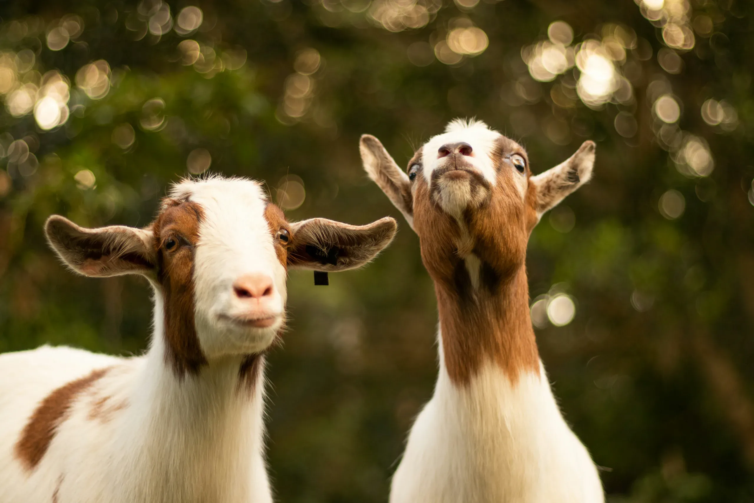 Live Goat (West African Dwarf)
