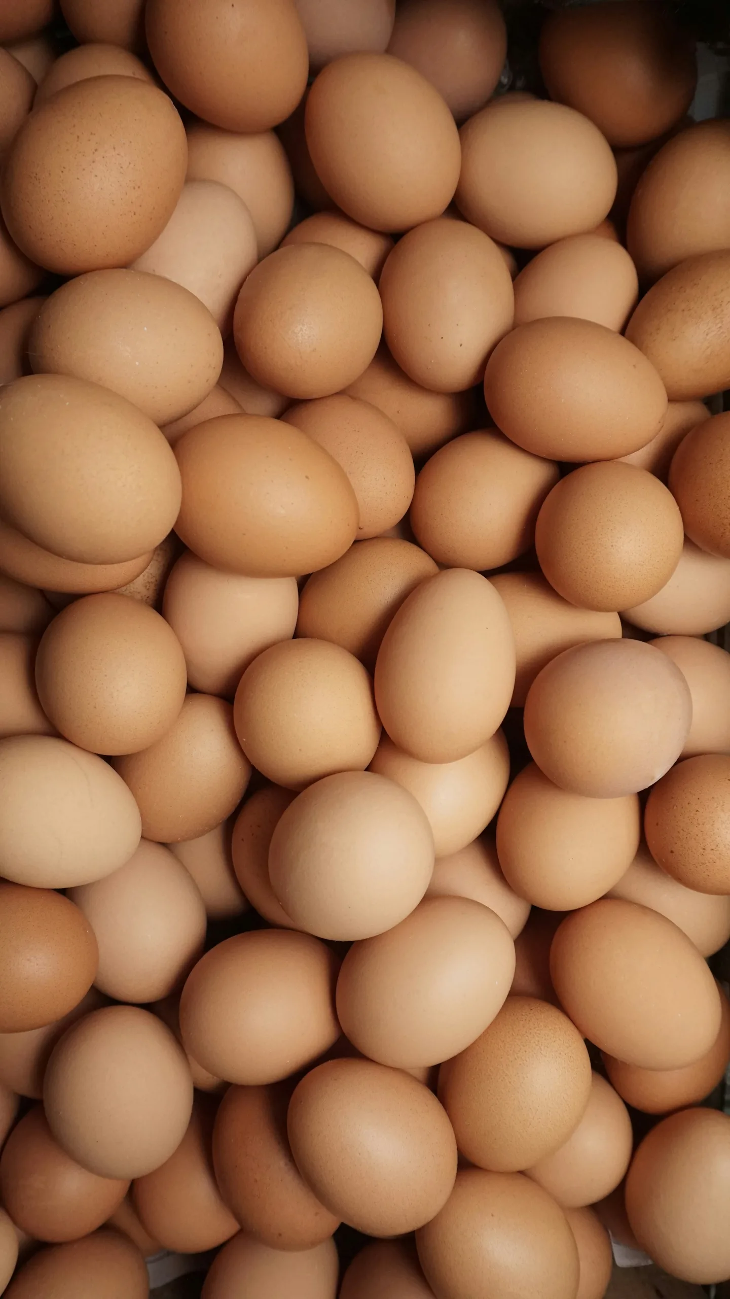 Bulk Egg Supply Contract