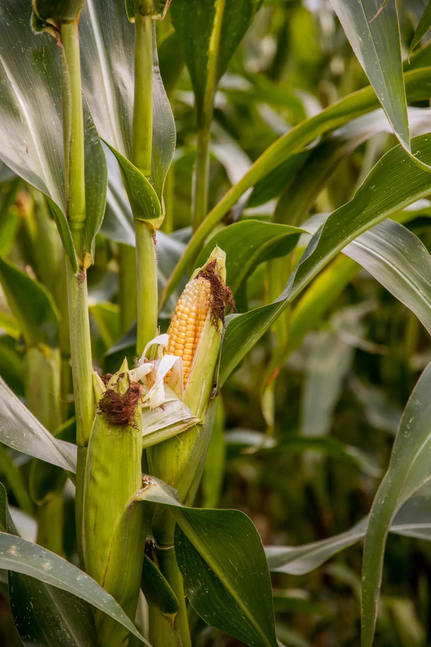 Dried Maize