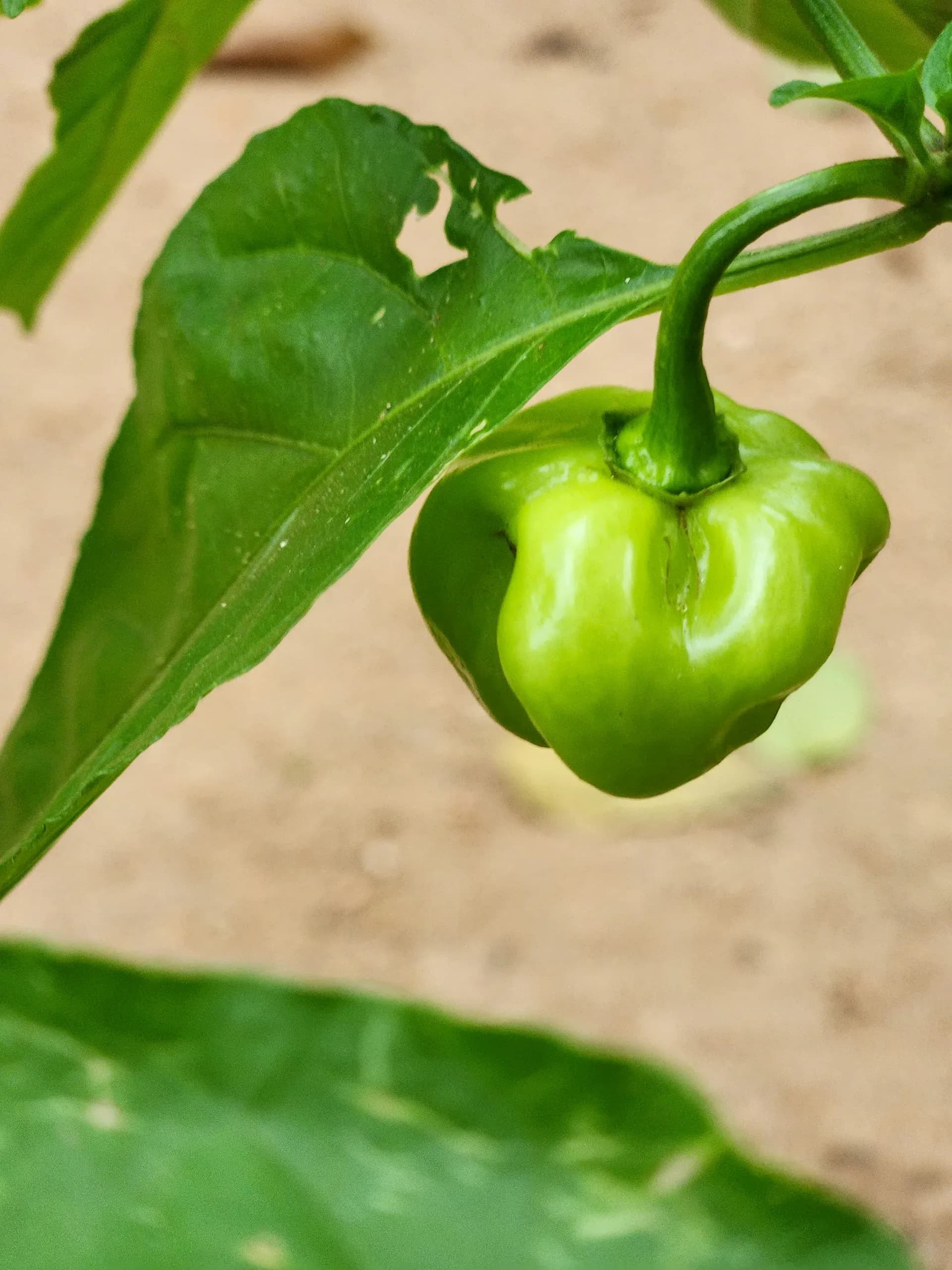 Scotch Bonnet Pepper