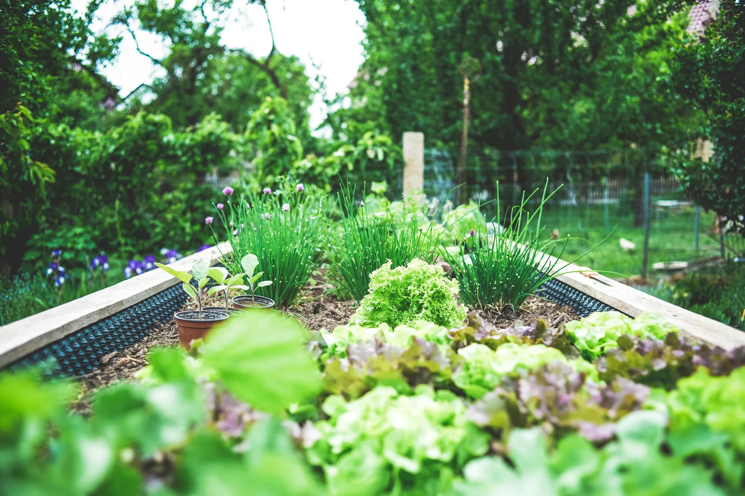 Contract Vegetable Growing